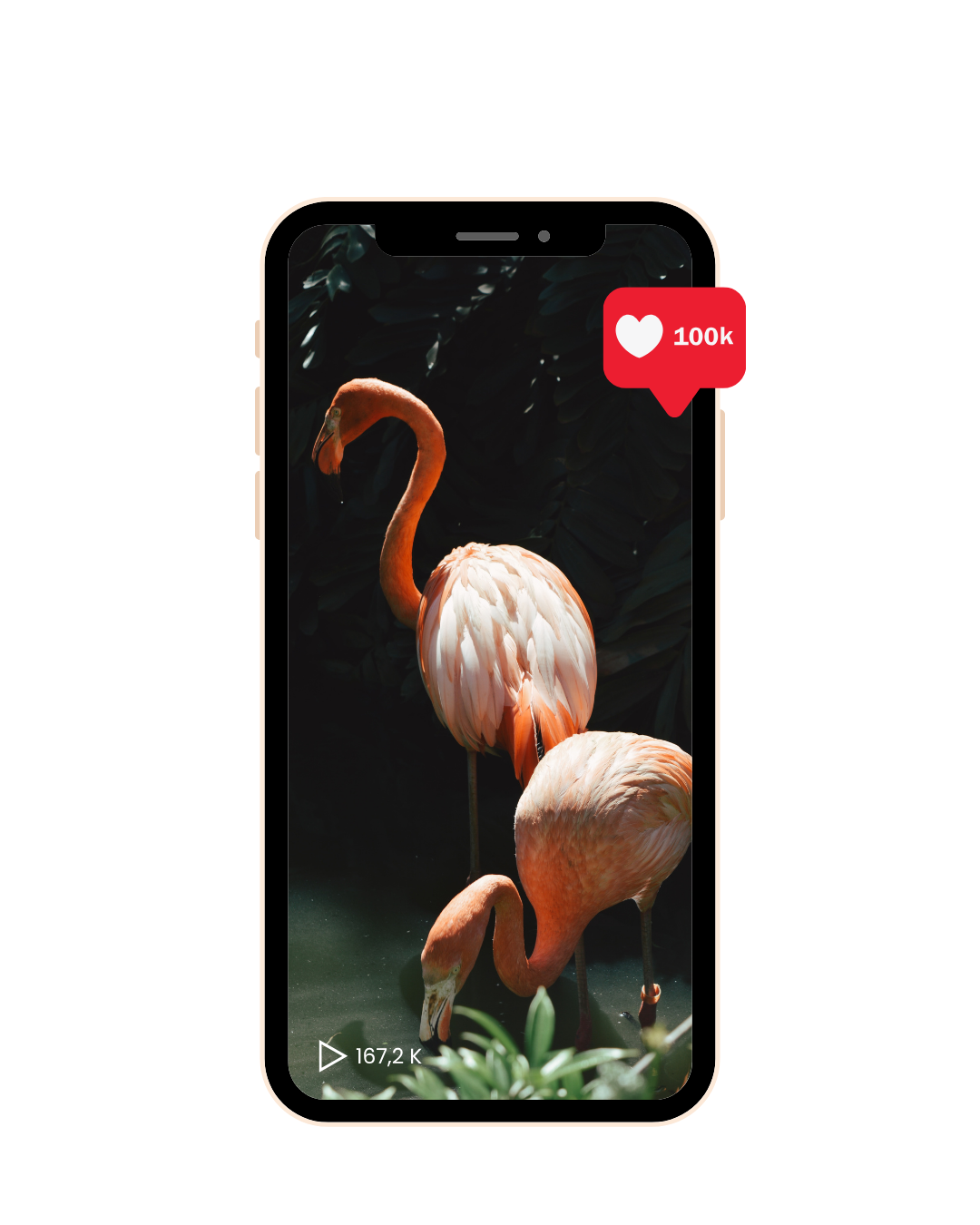 écran tiktok avec flamands rose